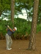 Westwood - Shot of the Day