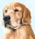 golden-retriever-hund